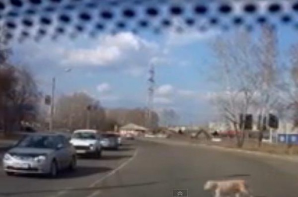 شاهد كلب ذكي يقطع الطريق عبر ممر الراجلين