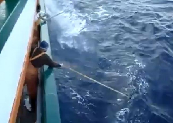 صيد الأسماك بطريقه غريبة