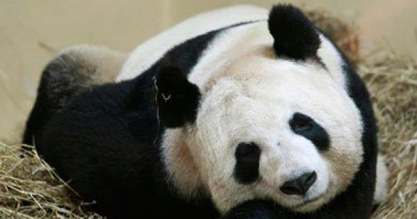 الصين تطلق اثنين من الباندا العملاقة إلى البرية