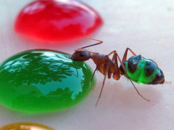 النملة الشفافة