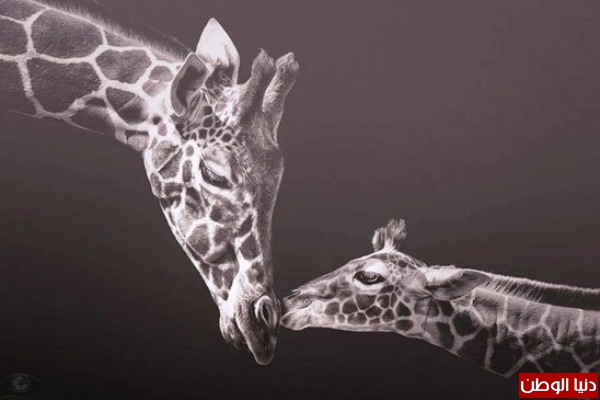 بالصور.. فنانة تصمم صورا عاطفية للحيوانات
