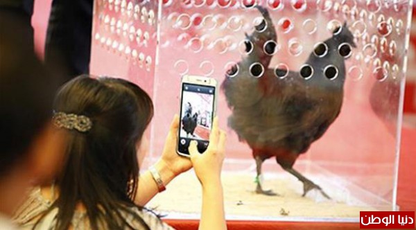 دجاجة سوداء تتوج ملكة جمال الطيور لعام 2014