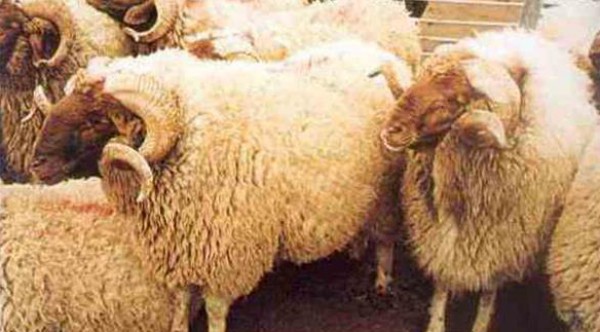 في السعودية : عريس يسرق 12 خروفاً ليولم ضيوفه في زفافه
