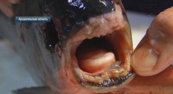صياد يعثر على سمكة بأسنان بشرية ضاحكة