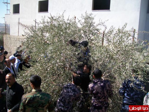 للحد من إحتراقها : إرشادات وتعليمات أثناء موسم قطف ثمار الزيتون