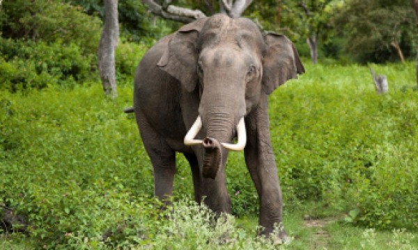 علماء بيئة:قد تنقرض الفيلة بعد 20 عاما