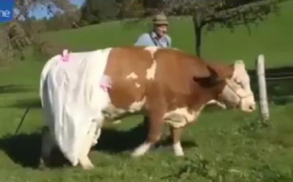 بالفيديو...أبقار ألمانية ترتدي الحفاضات!
