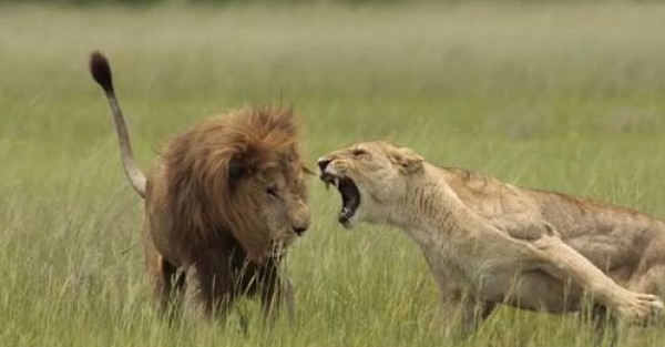بالفيديو: أسد يقتل "زوجته" أمام زوار حديقة الحيوانات