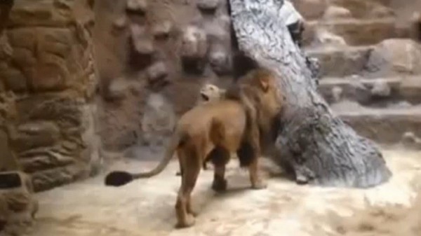 بالفيديو.. أسد "خجول" يقتل لبؤة في حديقة حيوان