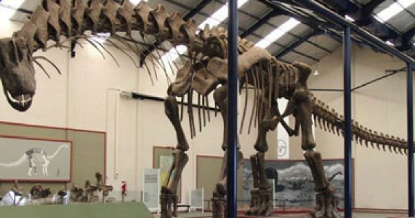 اكتشاف هيكل عظمى لنوع نادر من الديناصورات فى تونس