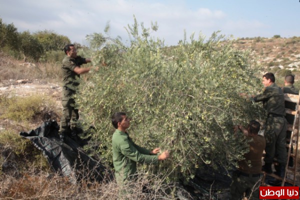 قوات الأمن الوطني الفلسطيني تشارك مواطن من بلدة تعنك في قطف ثمار الزيتون