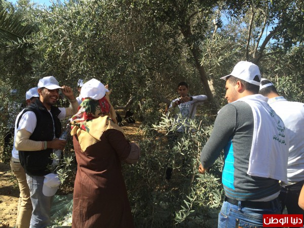 الإغاثة الزراعية تشارك المزارعين قطف زيتونهم في قطاع غزة