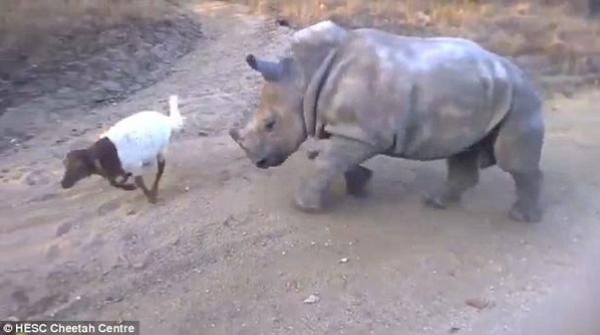 بالفيديو.. صداقة تجمع بين صغيرَيْ وحيد القرن والماعز