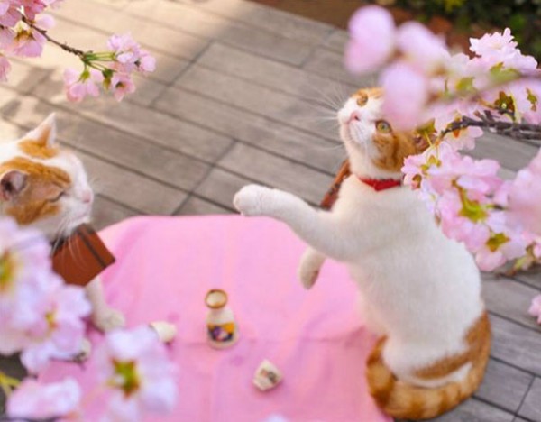 قطان يعملان في السياحة في اليابان