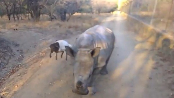 فيديو… وحيد قرن وحمل.. اختلاف لا يمنع الصداقة