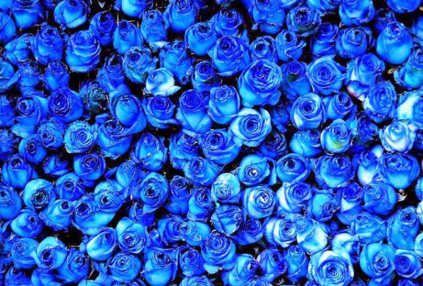 جمال الزهور الزرقاء في الطبيعة