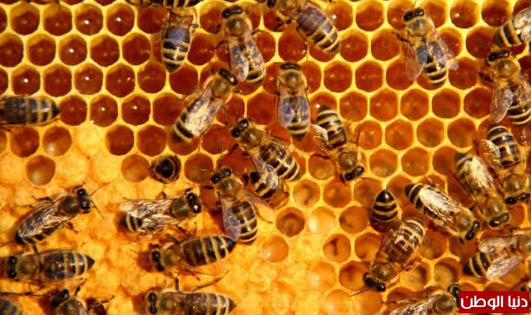 لماذا قرص عسل المهندسة نحلة سداسي الشكل؟!