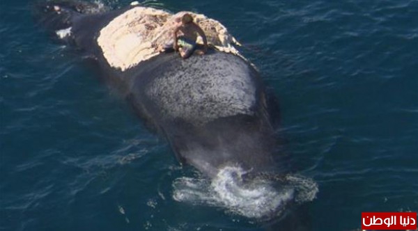 بالصور: أسترالي يسبح بين أسماك القرش لينقذ حوتاً