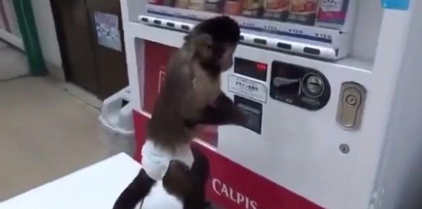 القرد وألة بيع المشروبات الغازية