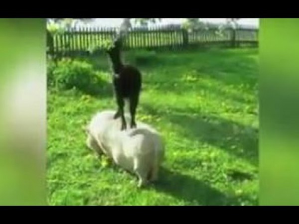 بالفيديو: ماعز “تتسلق” خنزيراً لتصل إلى طعامها