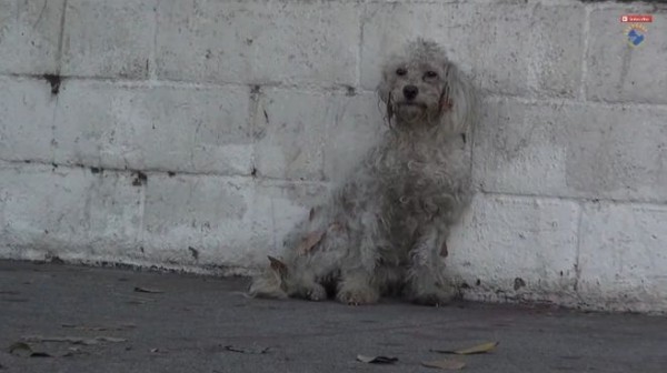 بالفيديو: سيدة تنقذ كلبا ضالا من الموت وتعيده للحياة