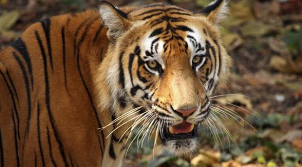 هندية تقتل نمراً مستغلة خلو فمه من الأسنان