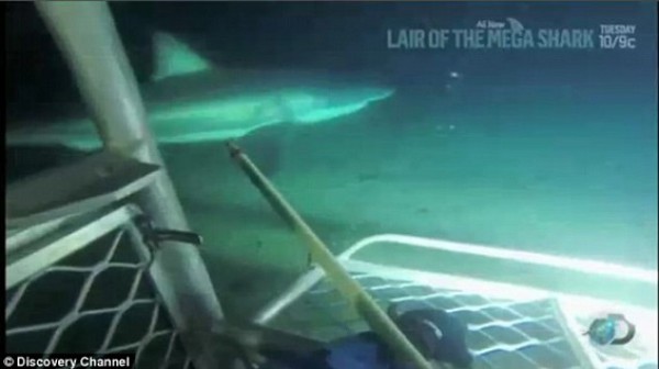 بالفيديو: اكتشاف "القرش الأسطورة" البالغ طوله 11 متراً