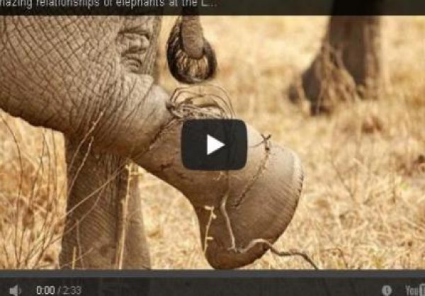 بالفيديو: قطيع فيلة يتعاون لإنقاذ أحد أفراده علقت قدمه في سلك شائك