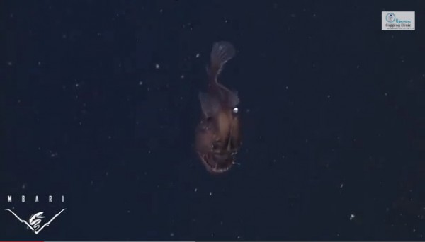 فيديو… هل شاهدت من قبل شيطان البحر؟