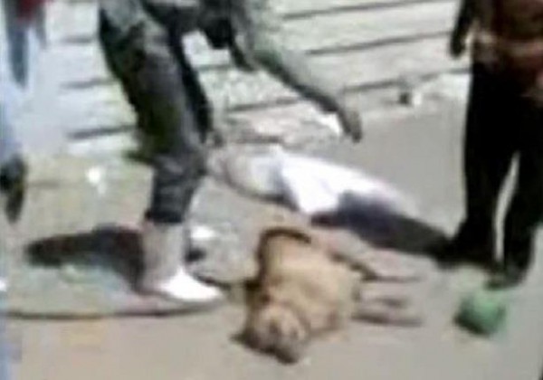 بالفيديو.. أطباء مصريون يلقون كلباً من الطابق الثالث بهدف كسر عظامه لإجراء تجربة عملية بكلية الطب