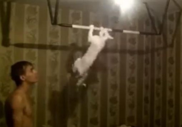 القط ورياضة كمال الأجسام