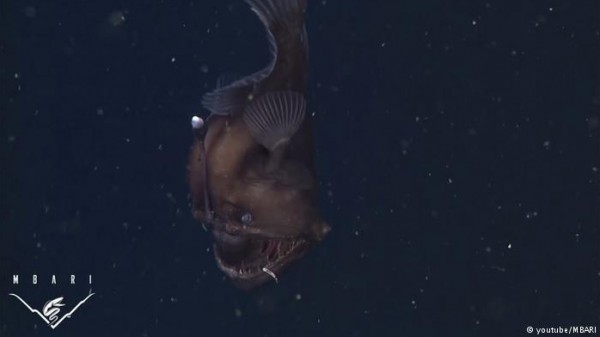 أول فيديو لسمكة "شيطان البحرالأسود" حية قرب كاليفورنيا