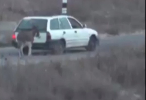 بالفيديو: مستوطن يسرق حماراً ويقتاده إلى مستوطنة بنابلس