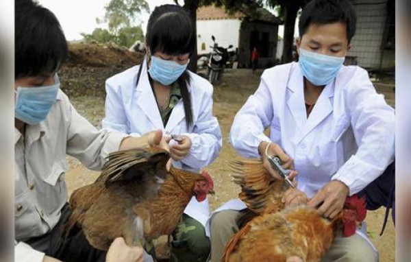 الصين تعلن حالة إصابة بشرية جديدة بفيروس انفلونزا الطيور