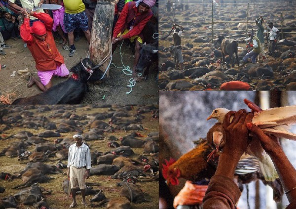 "داعشية" نيبال تقطع رؤوس ربع مليون حيوان بيومين