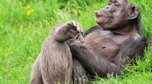 محكمة أمريكية: الشمبانزي لا يتمتع بحقوق الإنسان