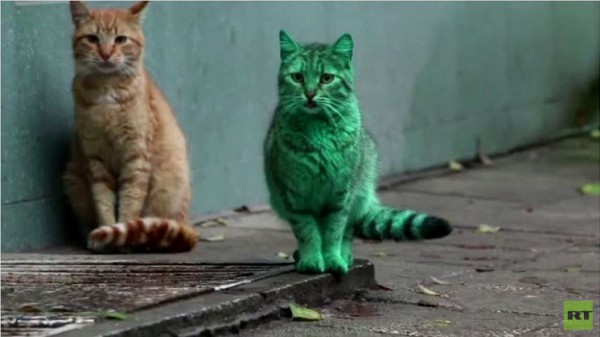 بالفيديو.. قط أخضر زمردي غريب يظهر في شوارع بلغاريا ويصيب الناس بالدهشة