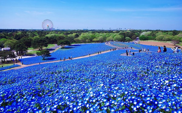 الحديقة الزرقاء في اليابان
