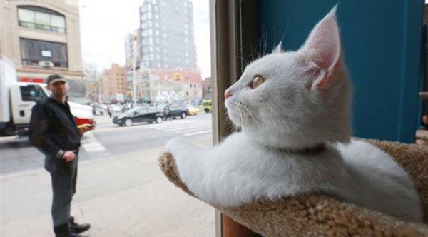 افتتاح أول مقهى للقطط في نيويورك