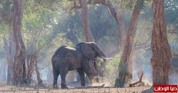 بالصور: "فيل عامل فيها زرافة" يتسلق شجرة ويقفز بخفة لتناول الطعام