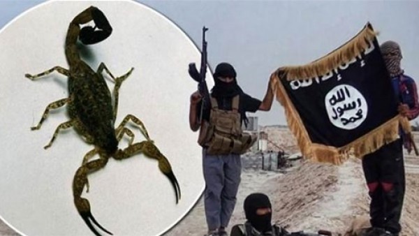 ديلي ميل: "قنبلة العقارب" ..أحدث صيحات "داعش" لترويع المواطنين