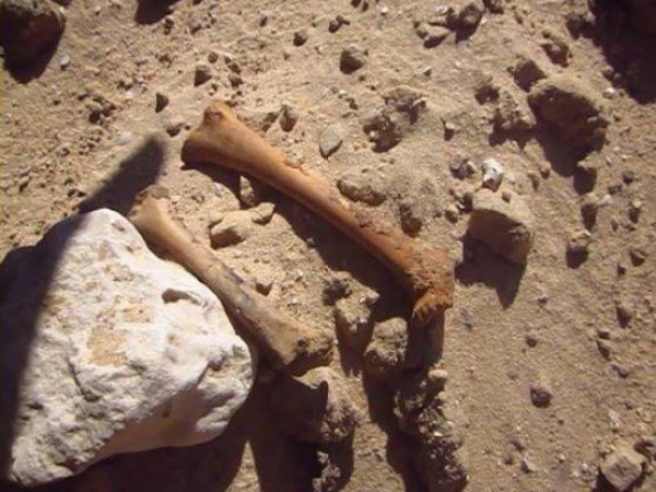 مافيا اثار مصرية مغربية تنبش القبور بالصعيد لاستخراج الاثار الفرعونية
