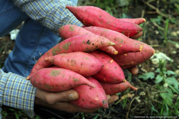 مزارعون فلسطينيون يصنعون قصة نجاح من البطاطا الحلوة