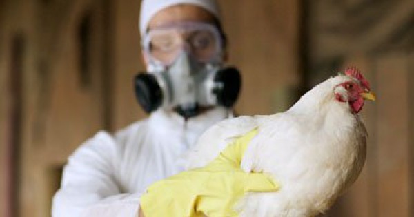 ليبيا تعلن 4 وفيات بانفلونزا الطيور وتؤكد أنه لا وجود لـ"إيبولا"