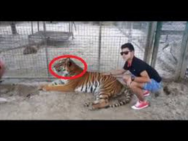 بالفيديو: شاب يصارع "أسد" داخل حديقة حيوان