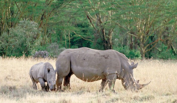 جنوب إفريقيا تنقل 100 من حيوان وحيد القرن إلى الخارج لمكافحة الصيد الجائر