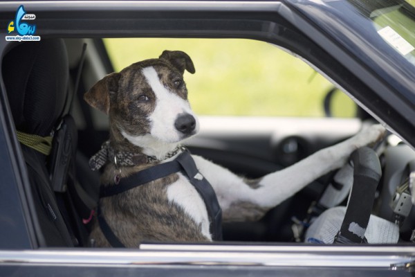 بالفيديو: الكلاب الضالة تتعلم قيادة السيارات