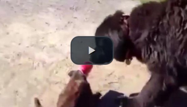 فيديو طريف.. كلب يتدخل لإنقاذ قطة