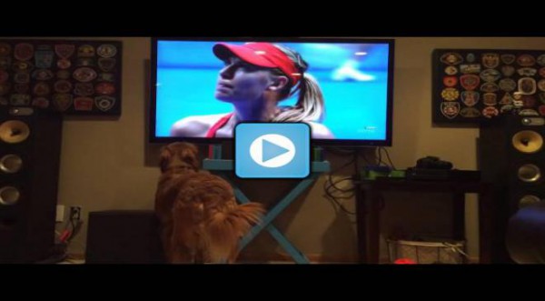 بالفيديو: كلب معجب بـلاعبة التنس "شارابوفا"
