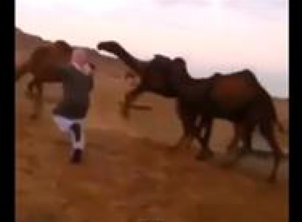 بالفيديو: سعودي يُرقص قطيعاً من الإبل